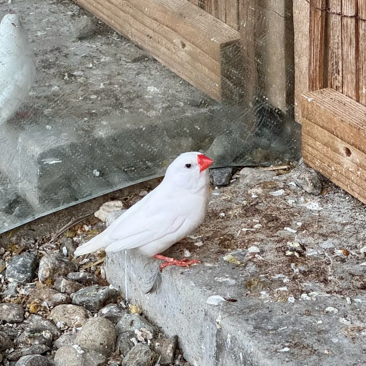 Zebra Finch - Image 3