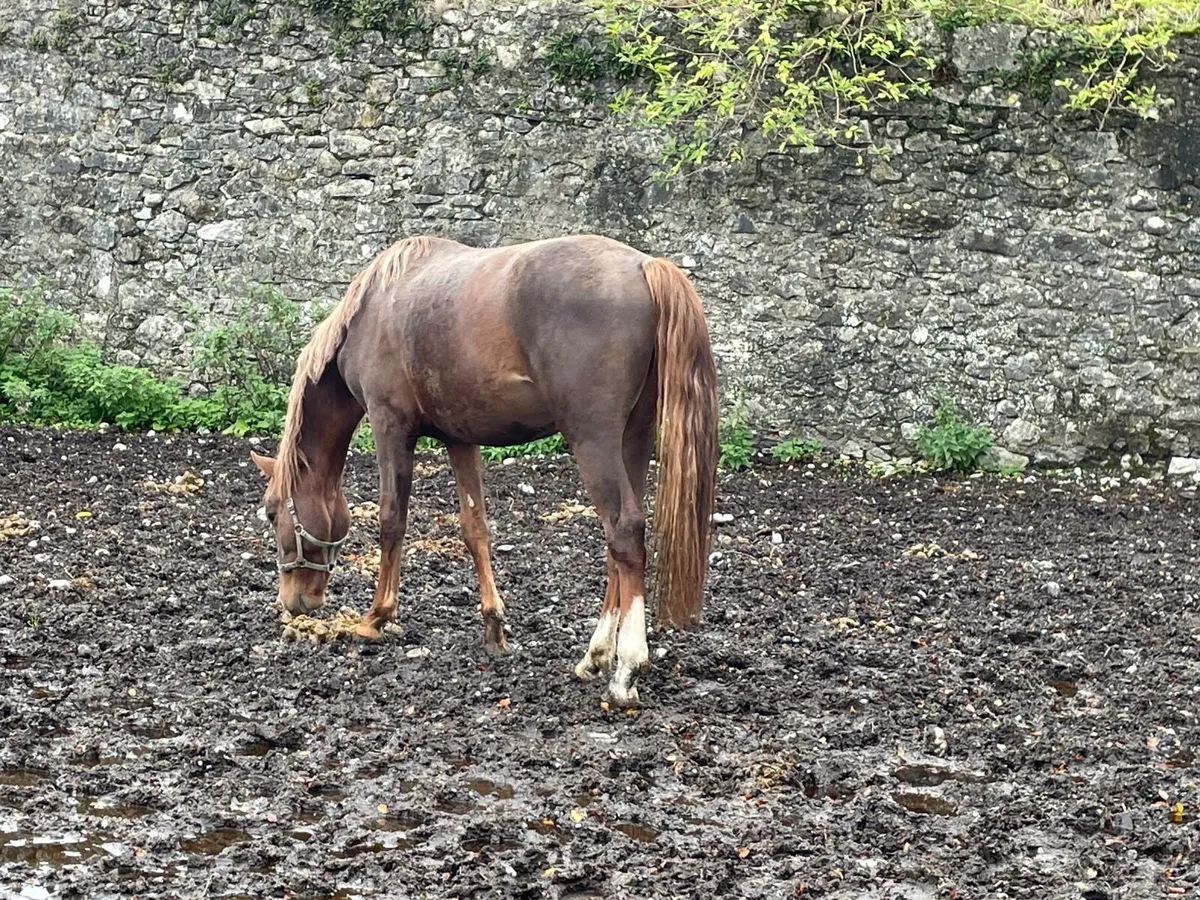 Potential pony jumper by Huricane de Champloue - Image 2
