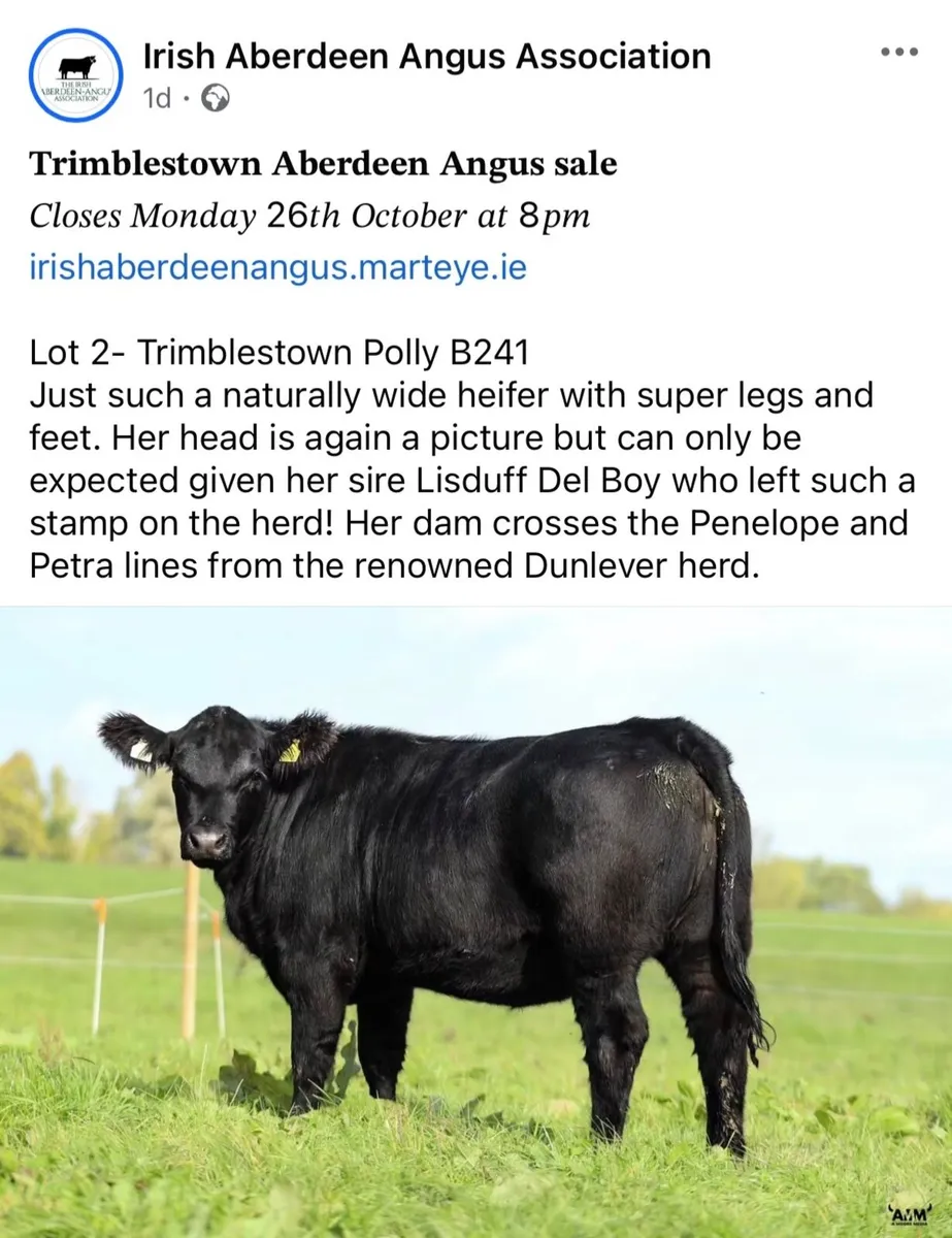 ⭐️  5 Choice Heifers and 6 Select Bulls ⭐️ - Image 4