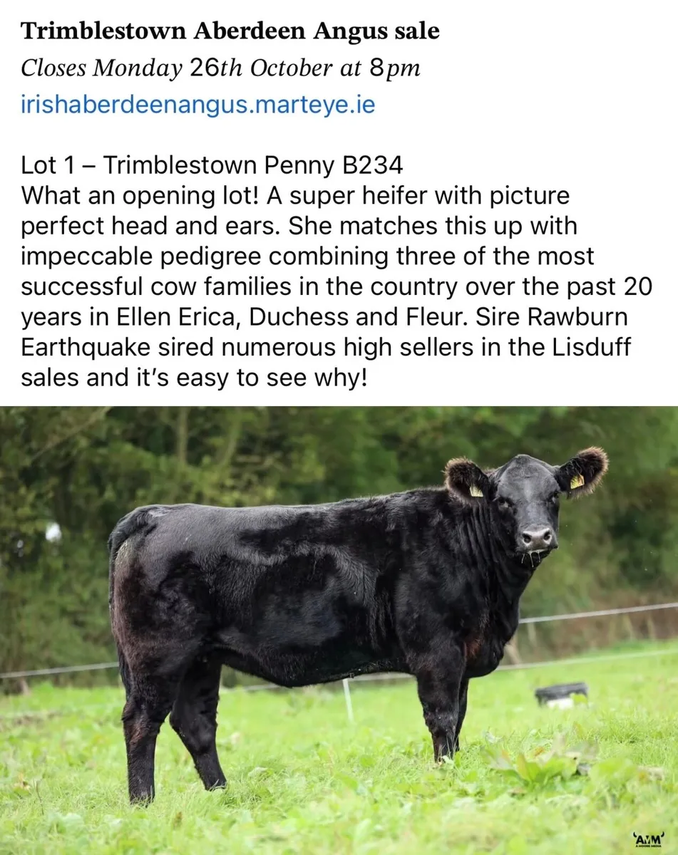 ⭐️  5 Choice Heifers and 6 Select Bulls ⭐️ - Image 3