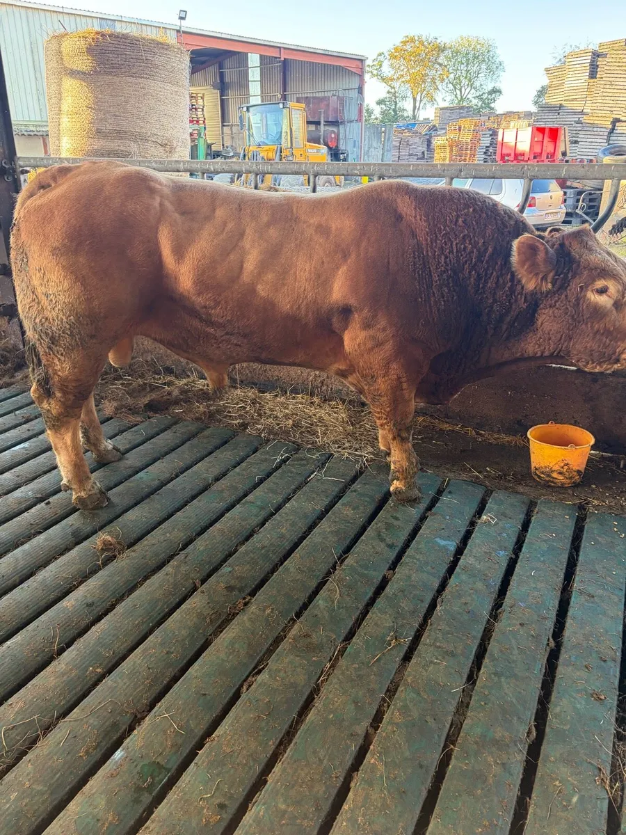Limousin bull - Image 2
