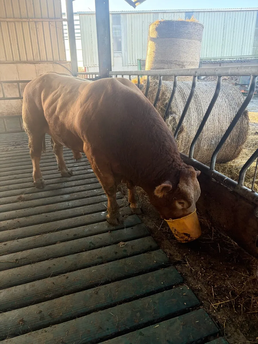Limousin bull - Image 3
