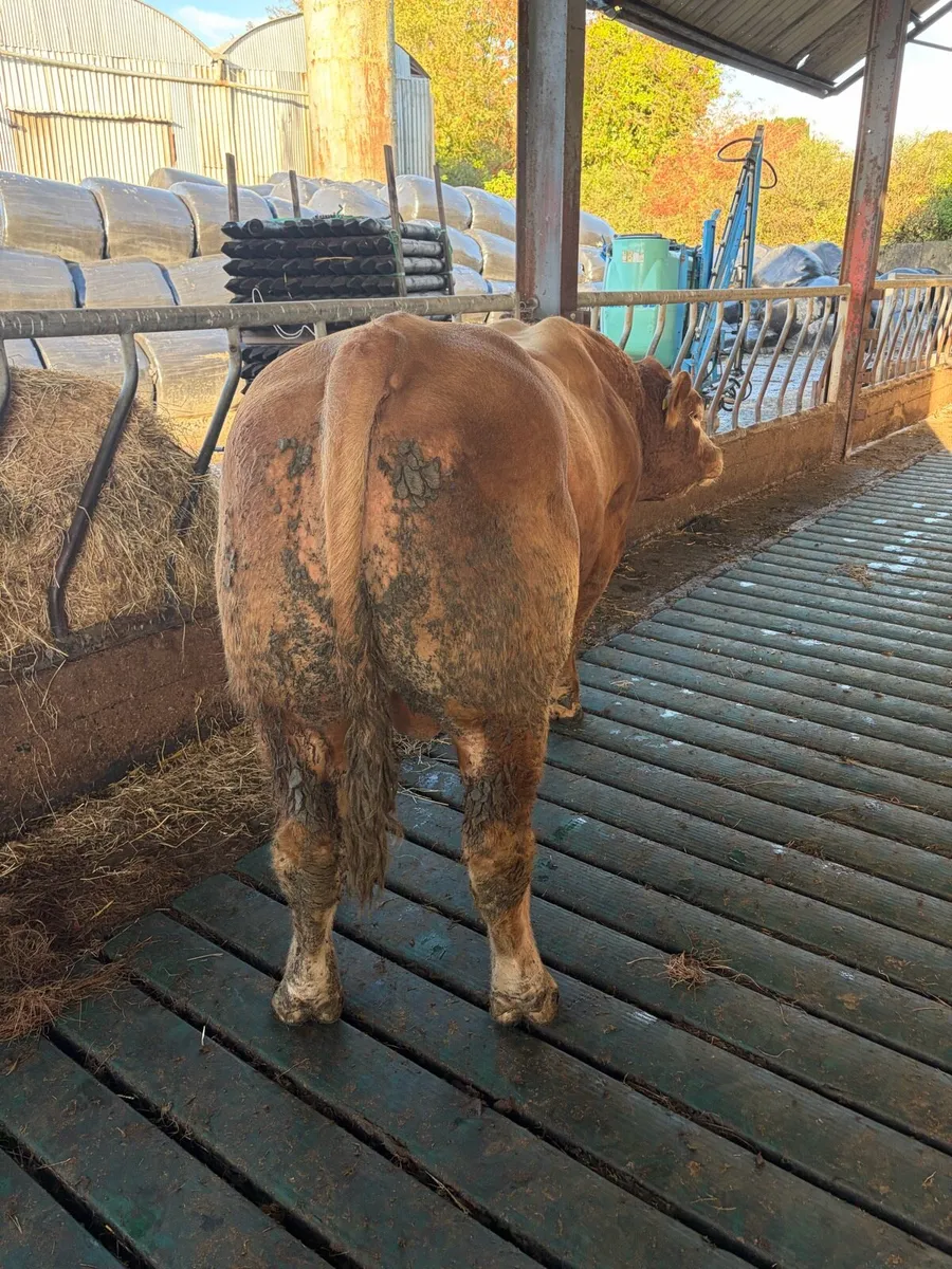 Limousin bull - Image 1