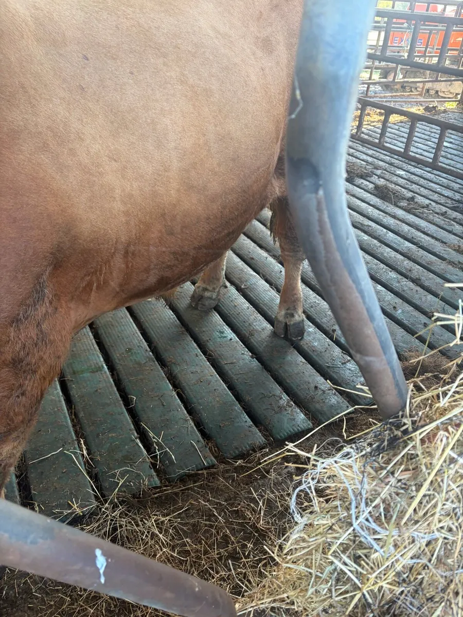 Limousin bull - Image 4