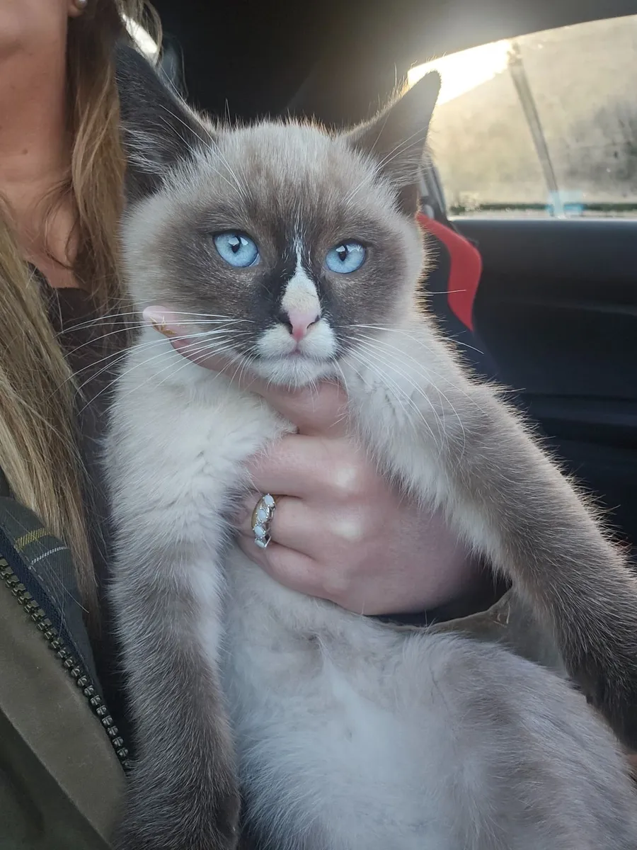 Ragdoll kittens - Image 1