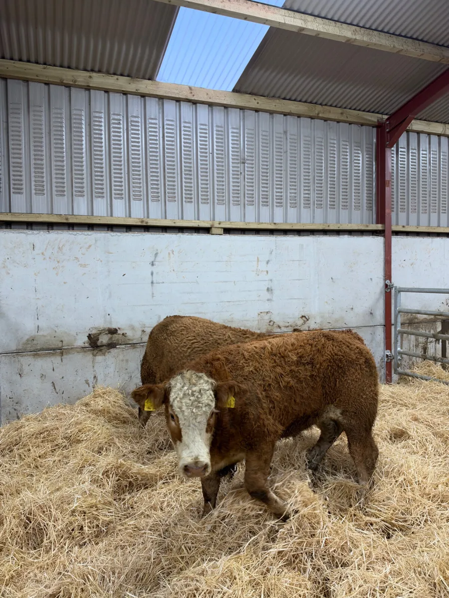 Cow makers - Image 4
