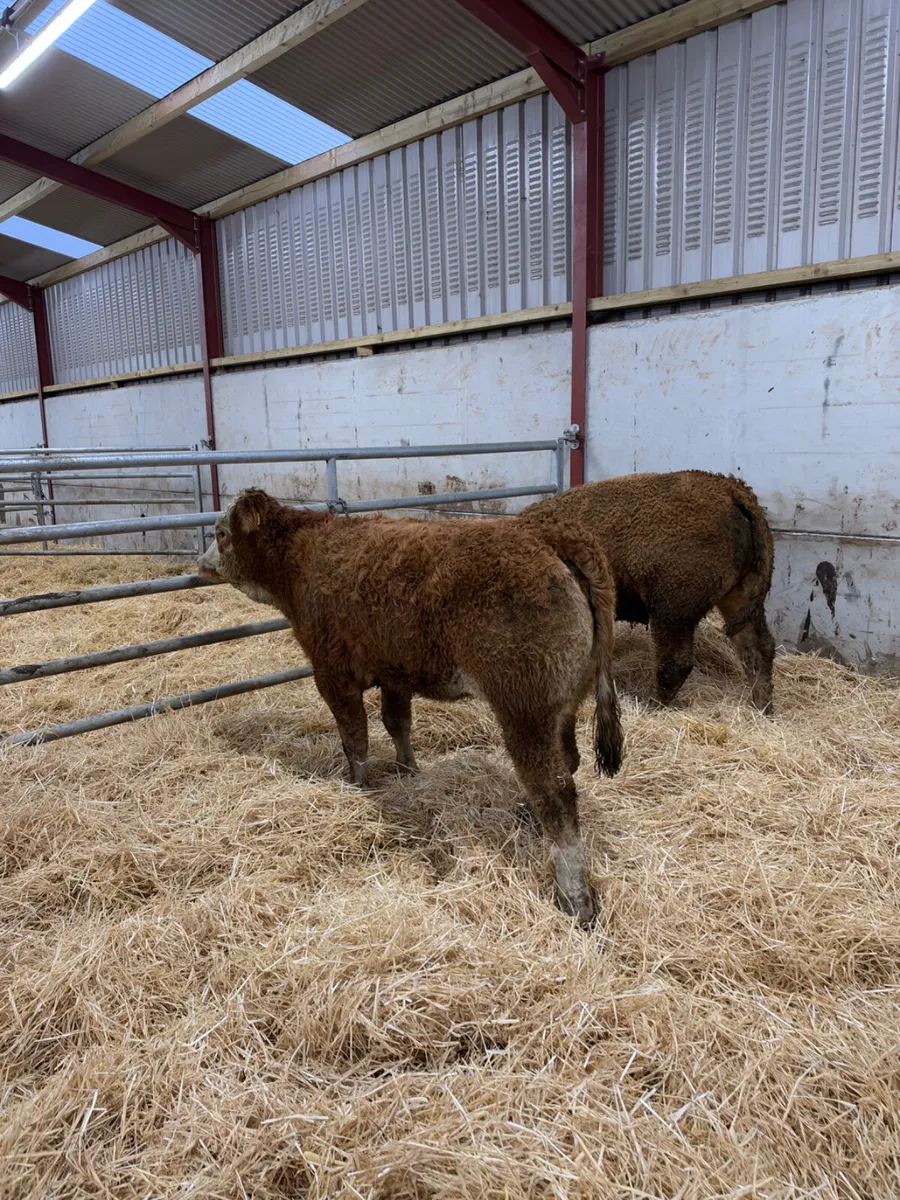 Cow makers - Image 3