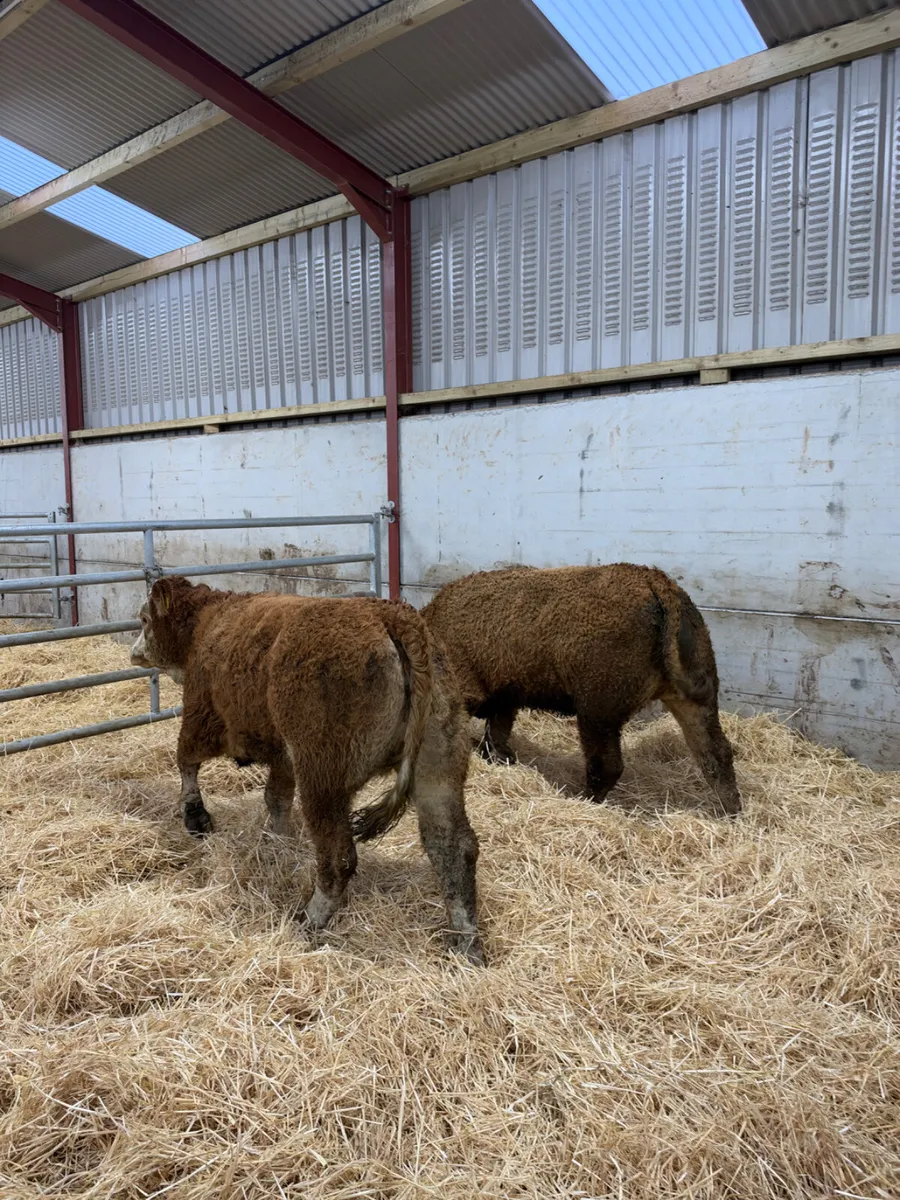 Cow makers - Image 2