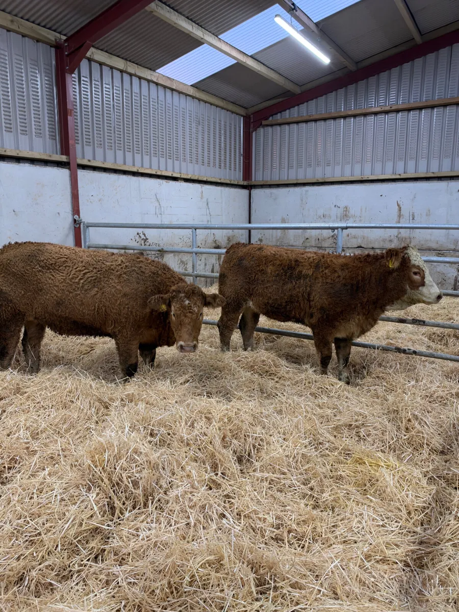 Cow makers - Image 1