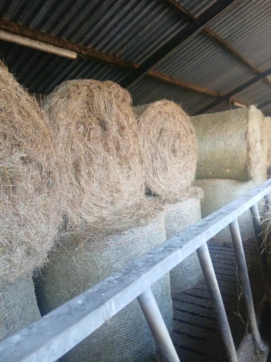 Hay for sale.  Organic - Image 2