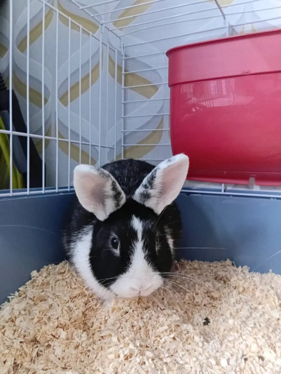 Rabbit and Cage - Image 1