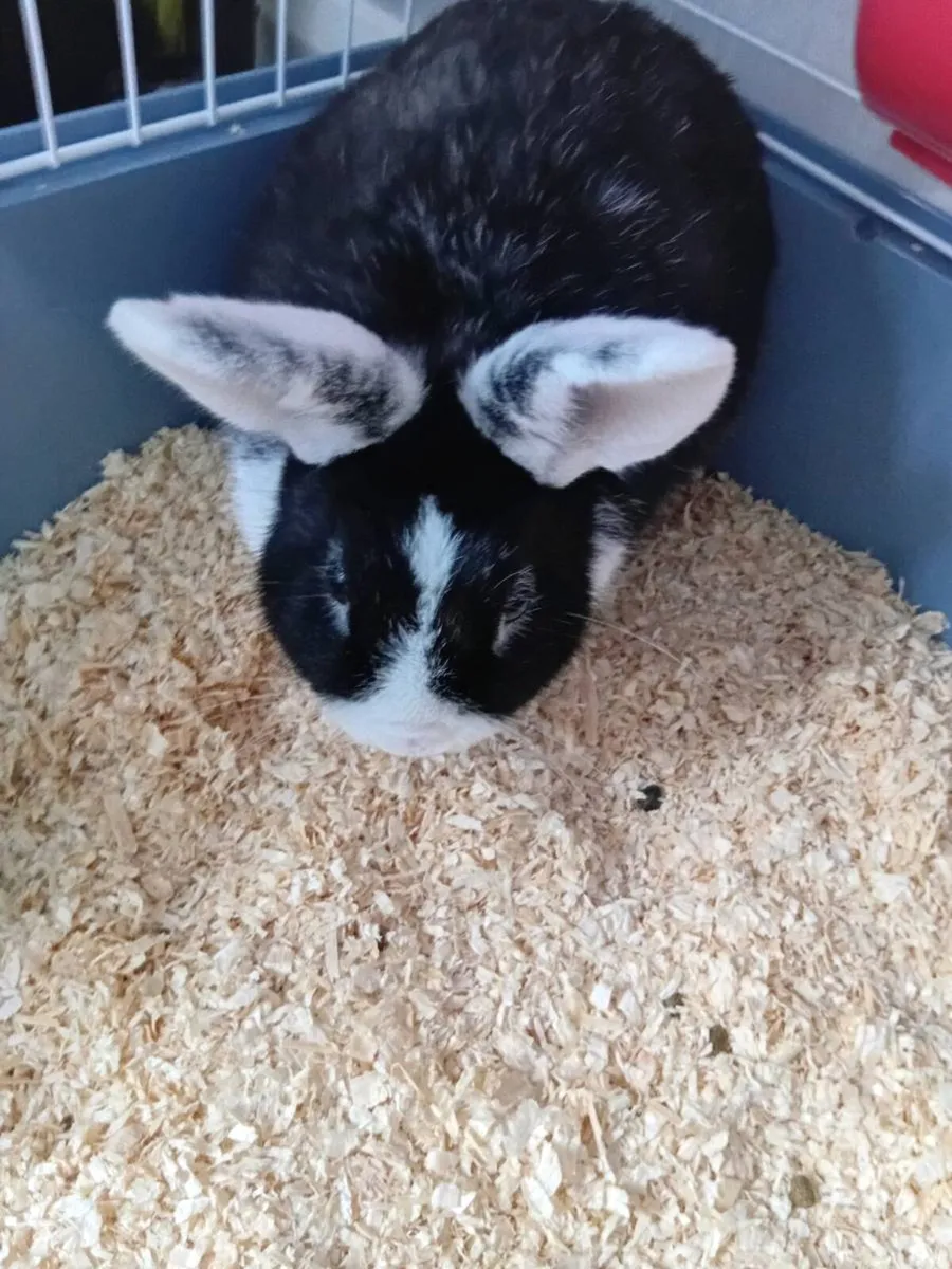 Rabbit and Cage - Image 3
