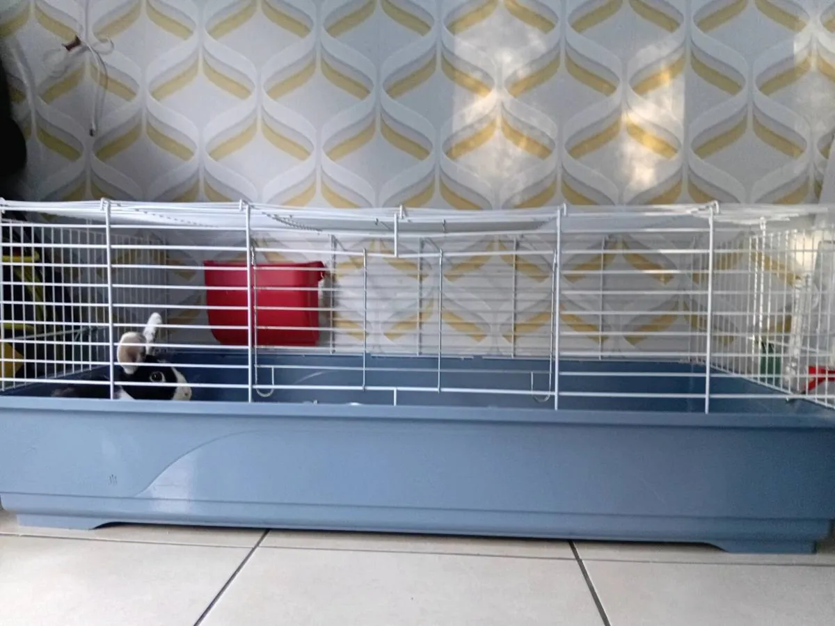 Rabbit and Cage - Image 4