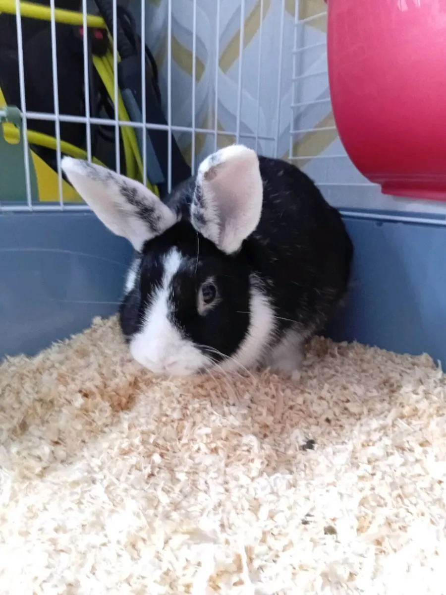 Rabbit and Cage - Image 2