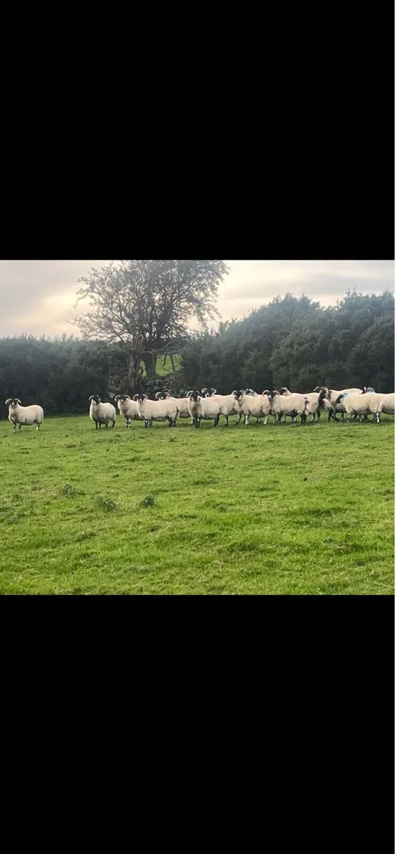 Lanark Hoggets - Image 1
