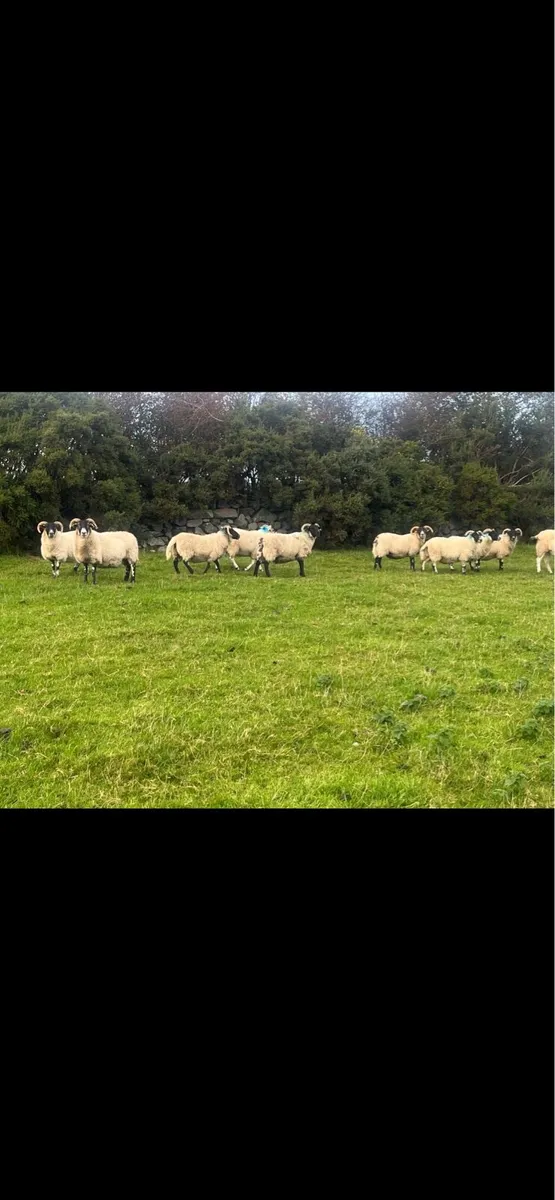 Lanark Hoggets - Image 3