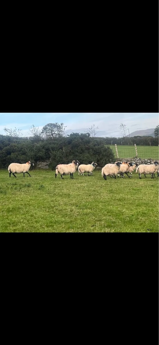 Lanark Hoggets - Image 4