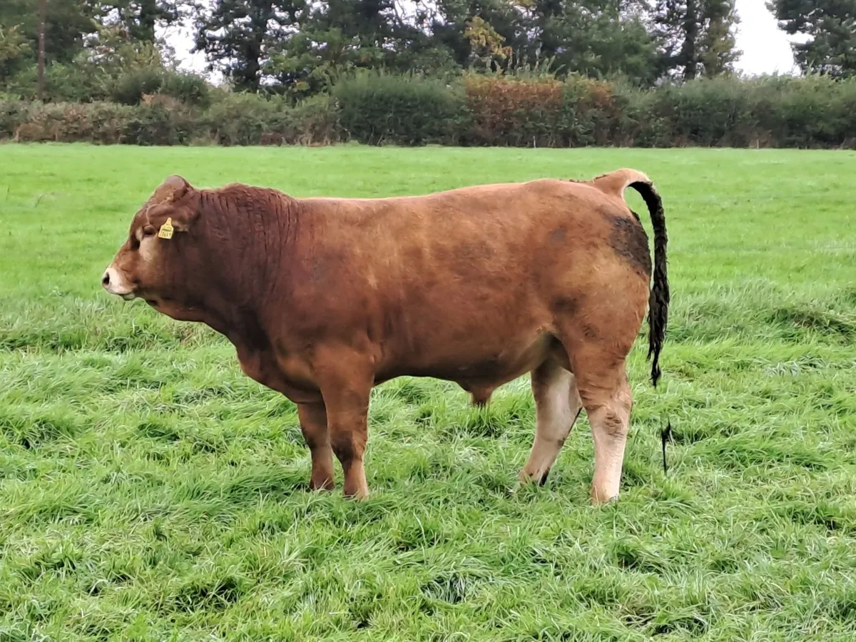 Pedigree Limousin Bull - Image 1