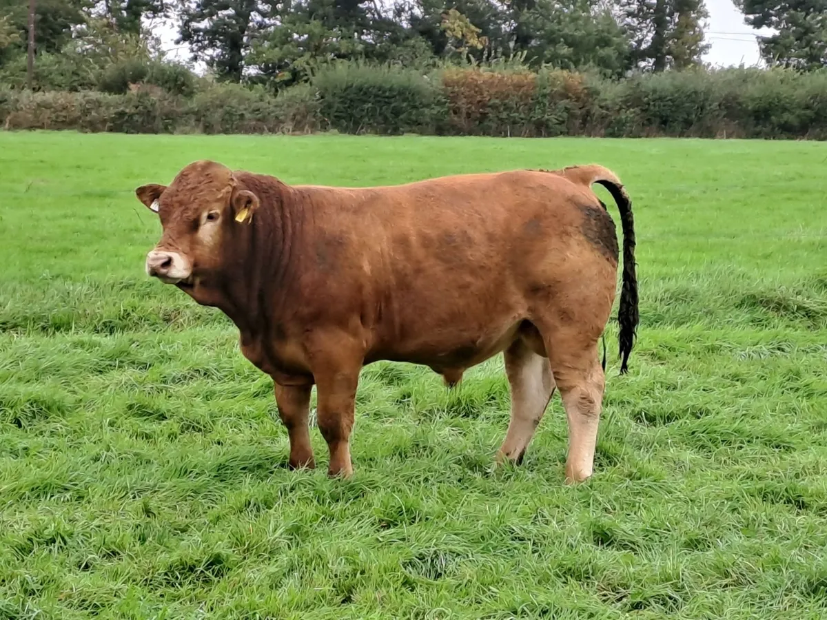 Pedigree Limousin Bull - Image 2