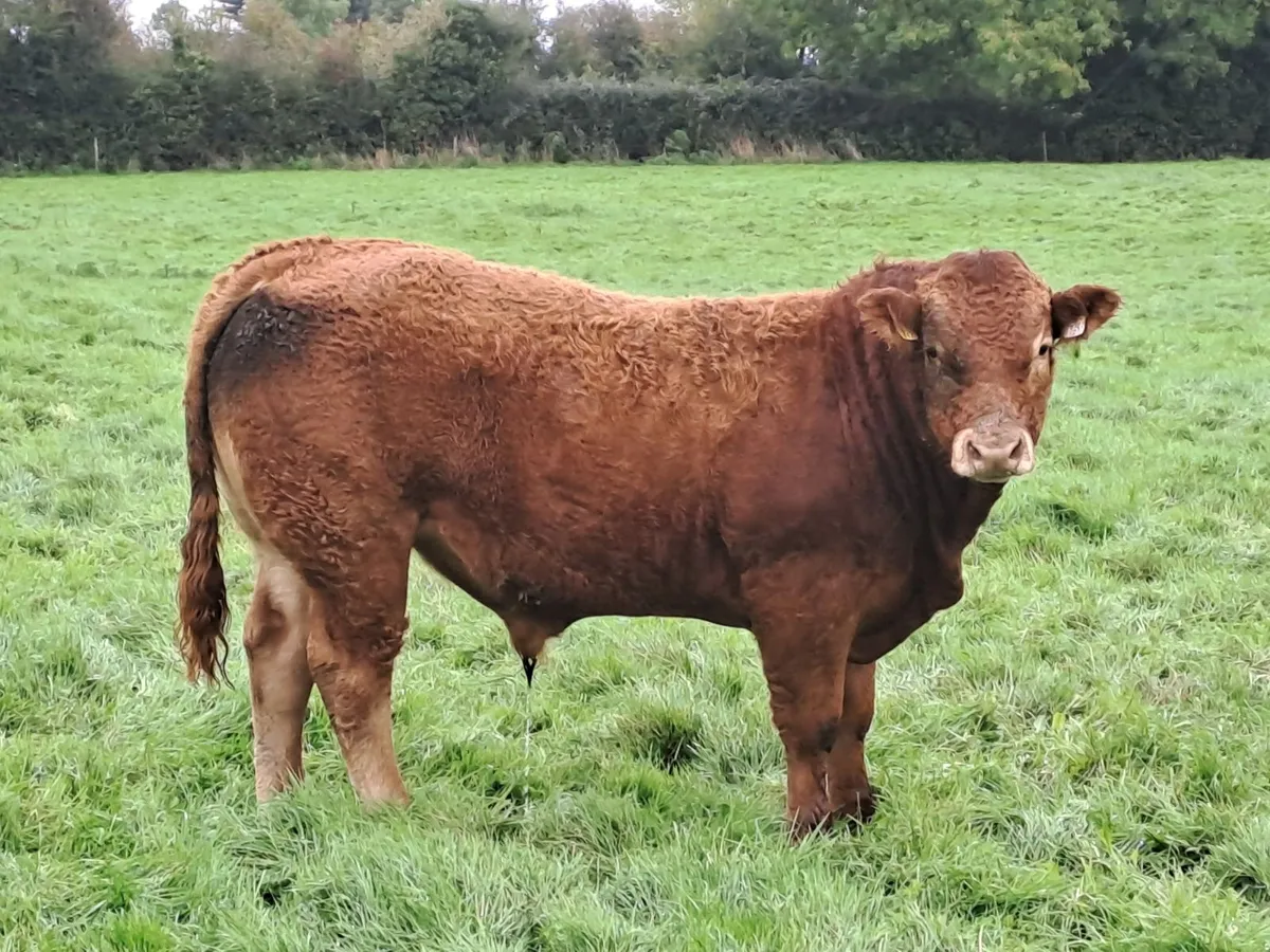 Pedigree Limousin Bull - Image 3