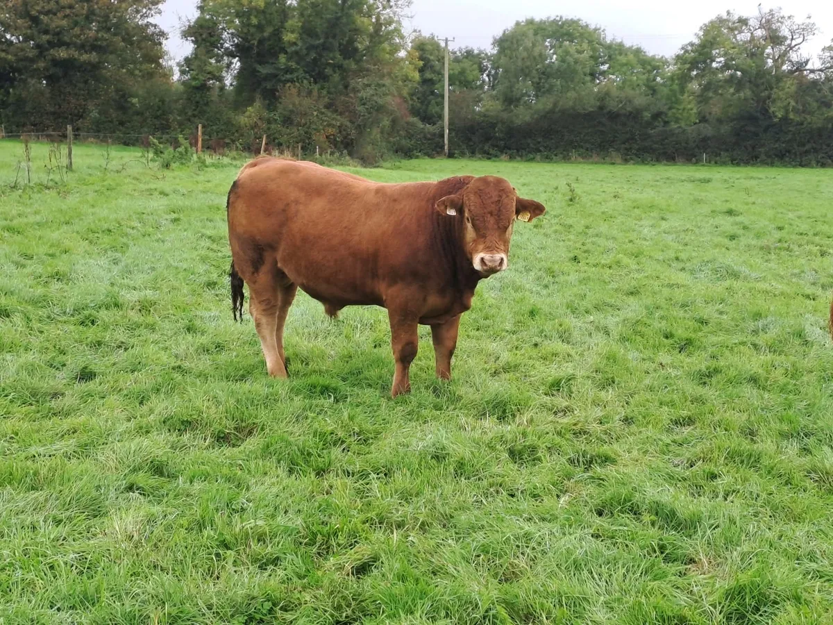 Pedigree Limousin Bull - Image 4