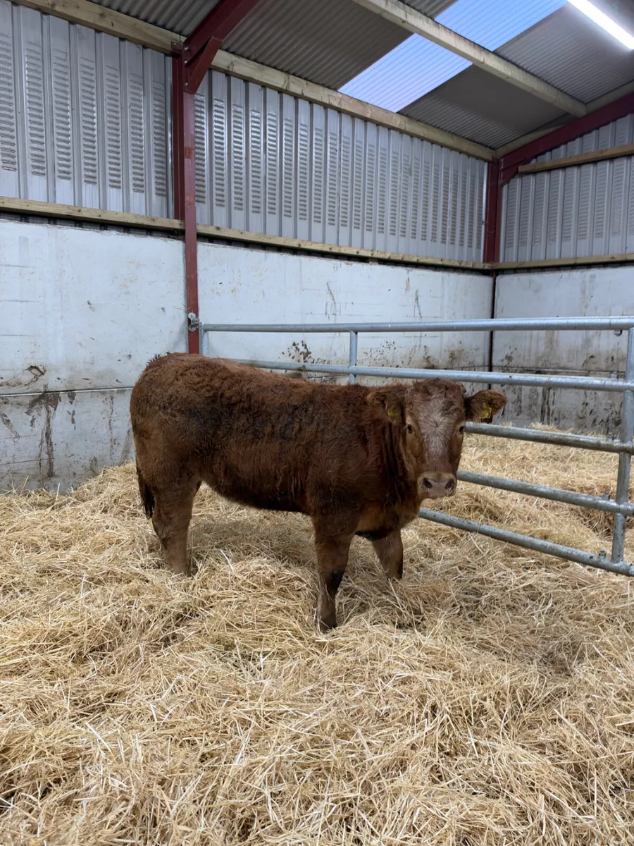 Roaned heifer - Image 4