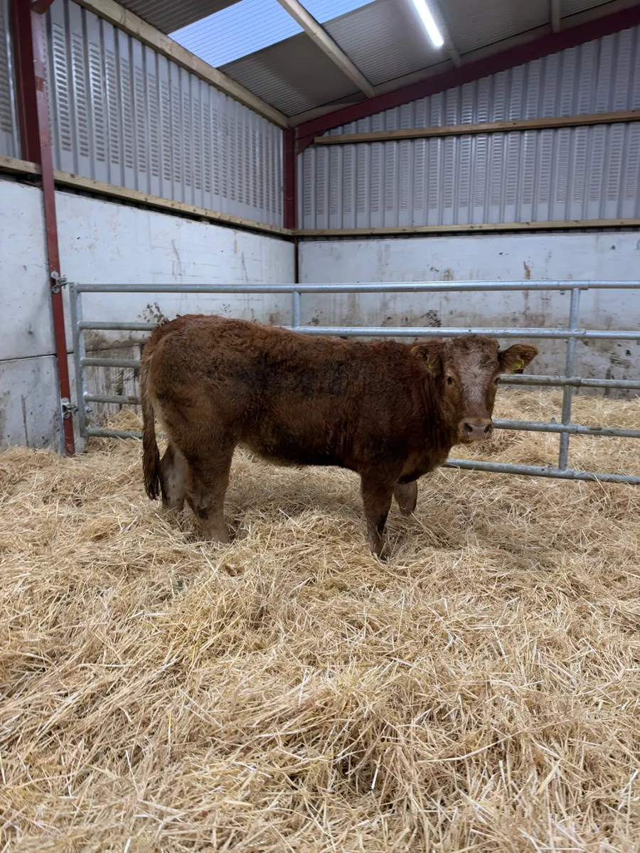 Roaned heifer - Image 3