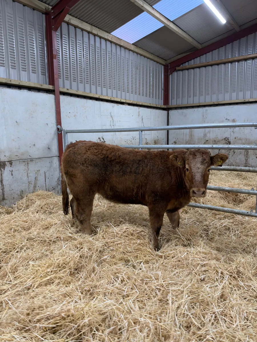 Roaned heifer - Image 2