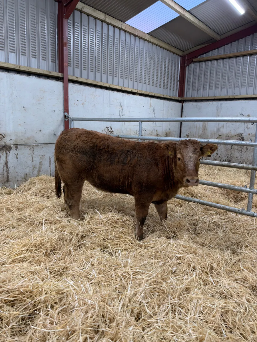 Roaned heifer - Image 1