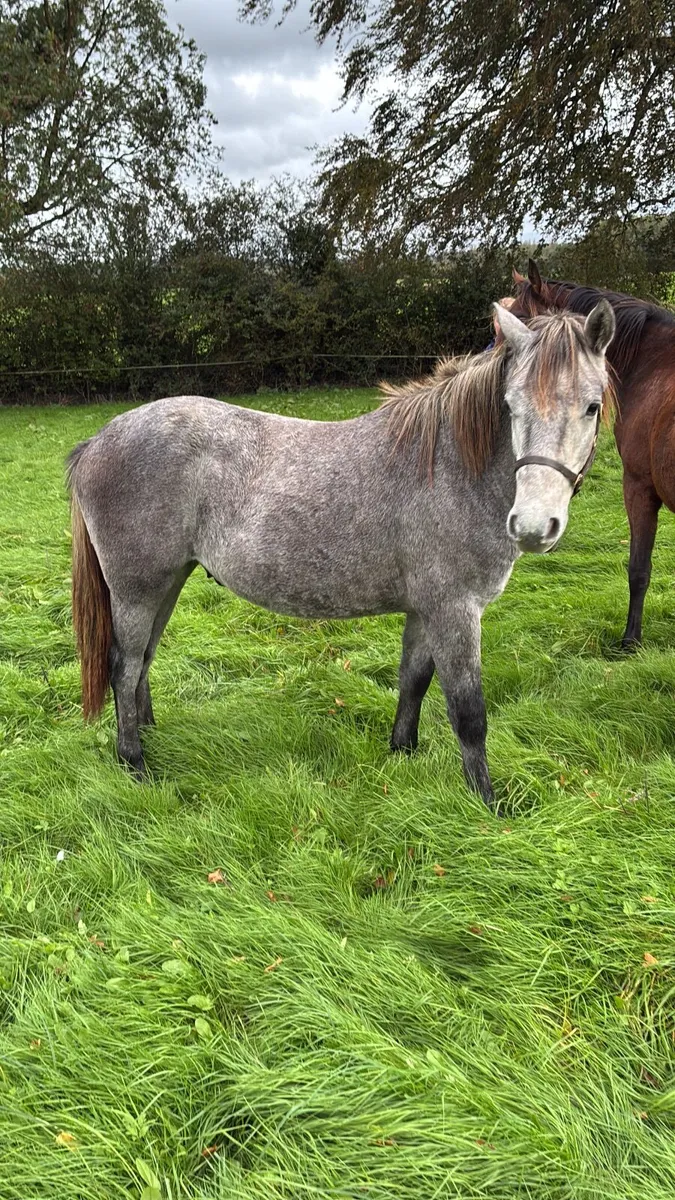 Yearling Conemara colt - Image 1