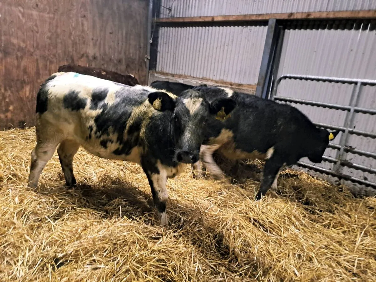5 Smashing BBX AND HEX Heifers 250kgs - Image 1