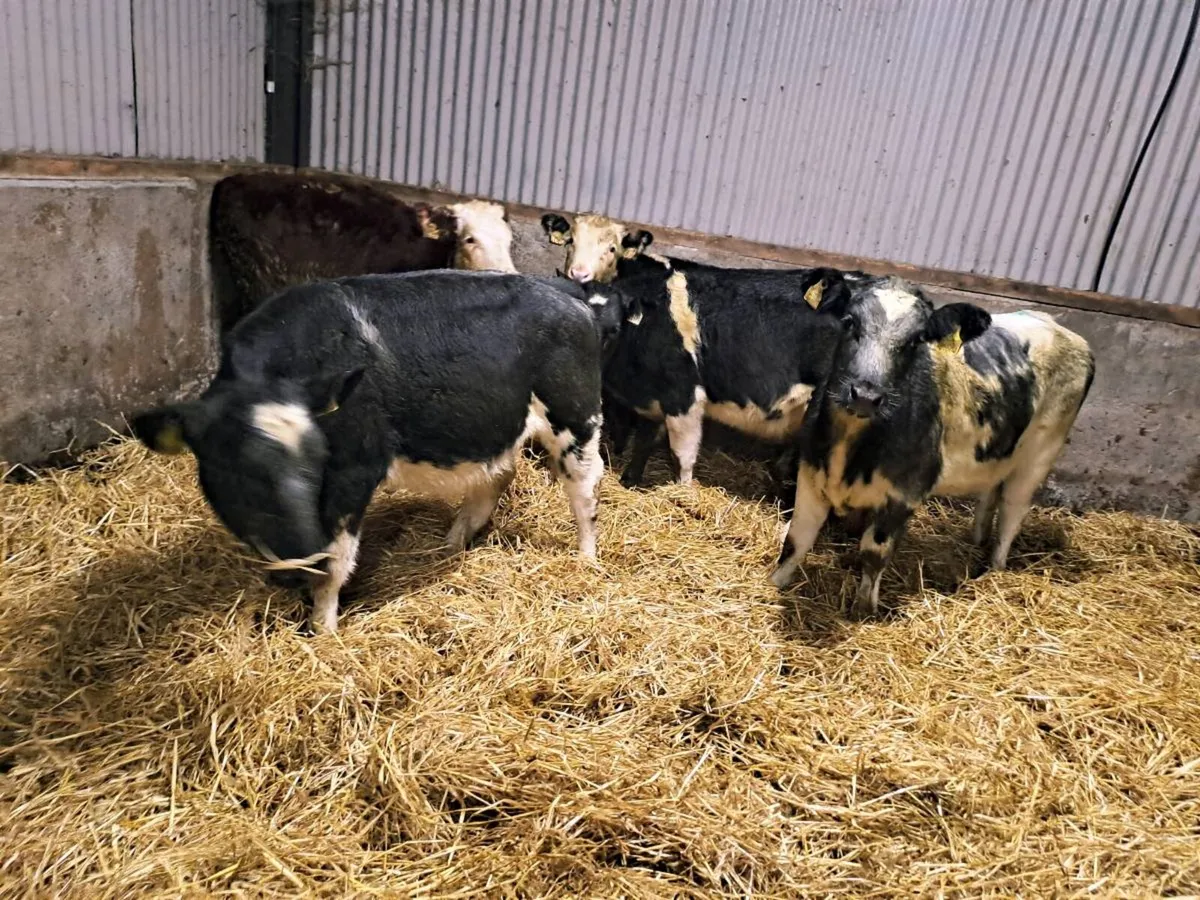 5 Smashing BBX AND HEX Heifers 250kgs - Image 2