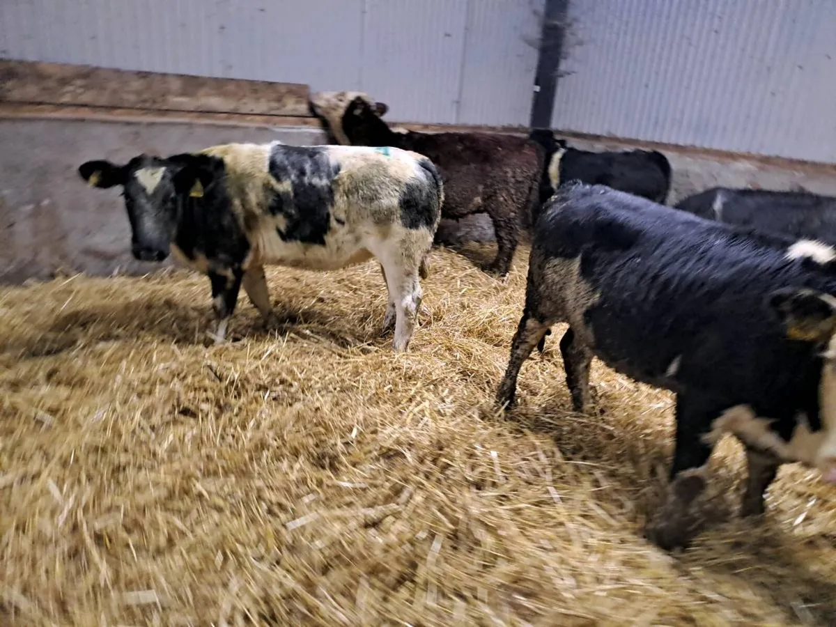 5 Smashing BBX AND HEX Heifers 250kgs - Image 3
