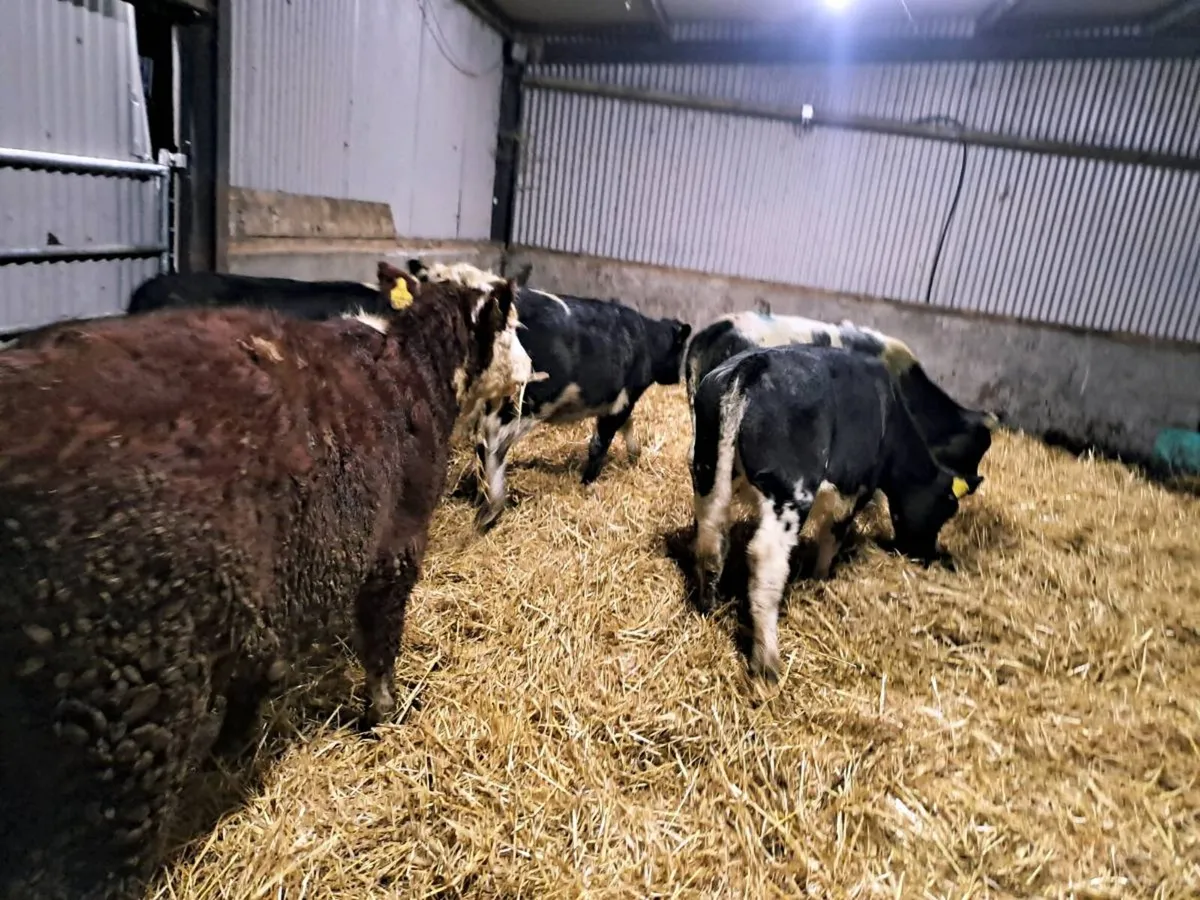 5 Smashing BBX AND HEX Heifers 250kgs - Image 4