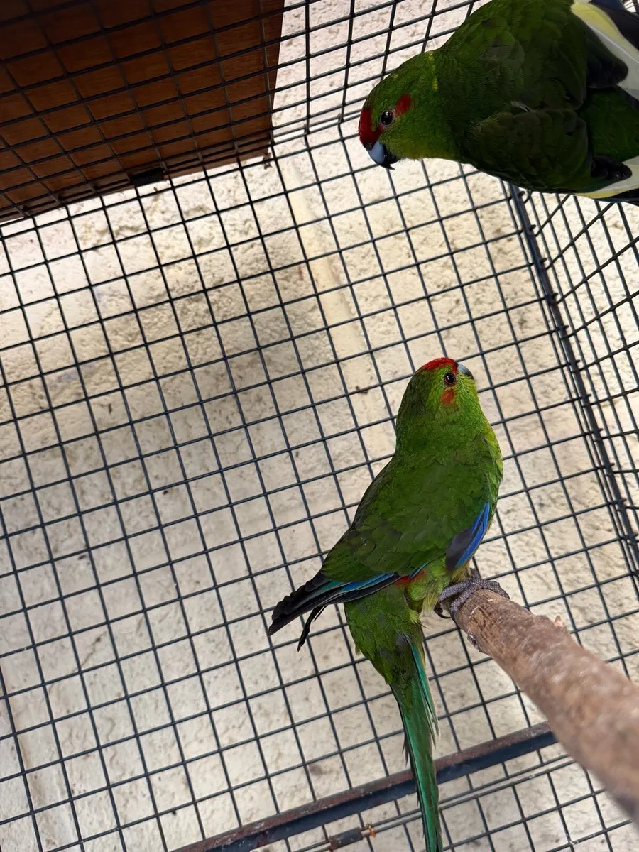 Female Kakirikis - Image 2