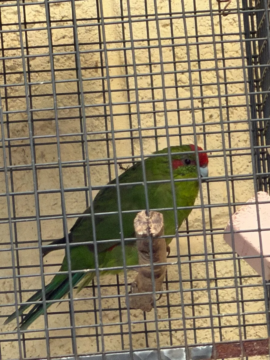 Female Kakirikis - Image 3