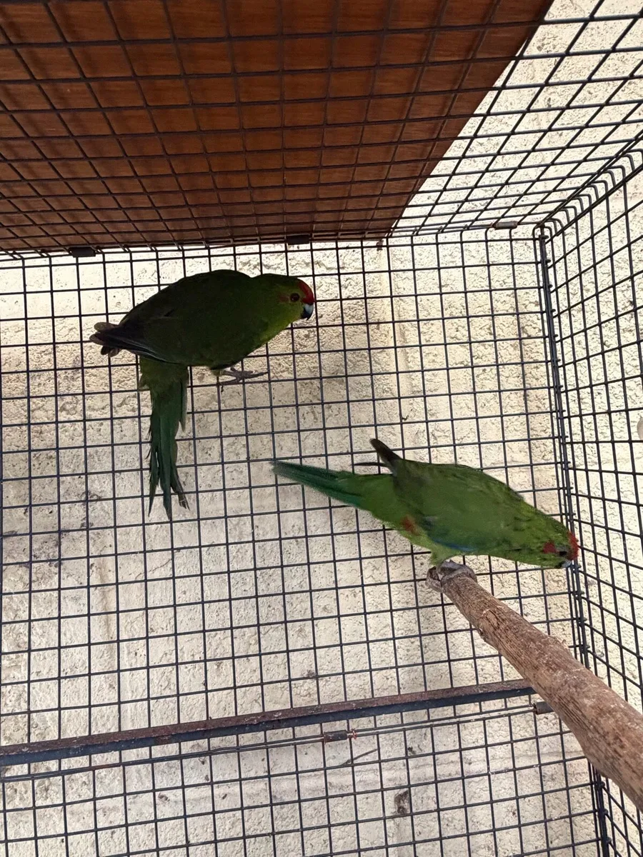 Female Kakirikis - Image 1