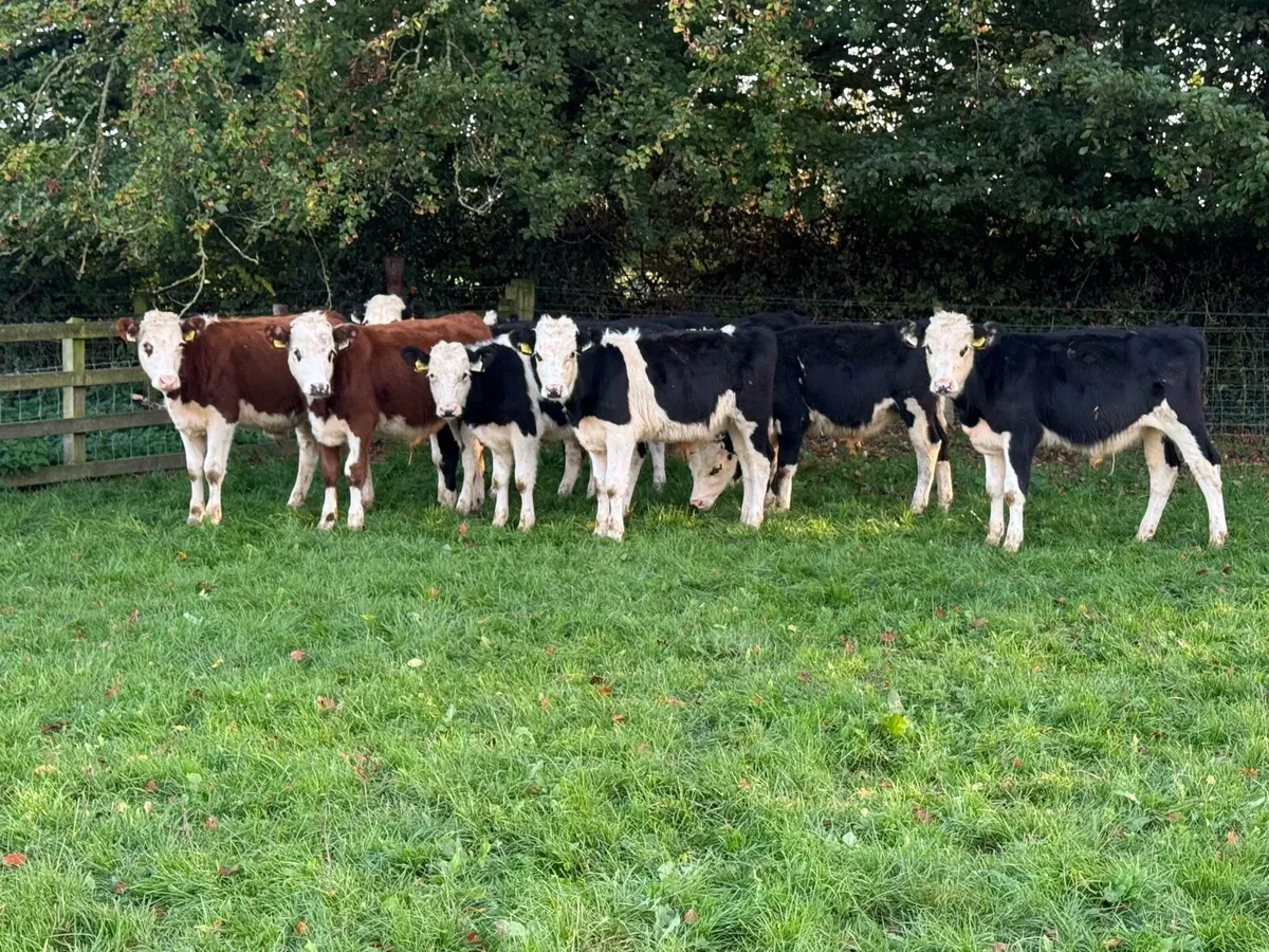 10 Hereford Bull Weanlings - Image 2