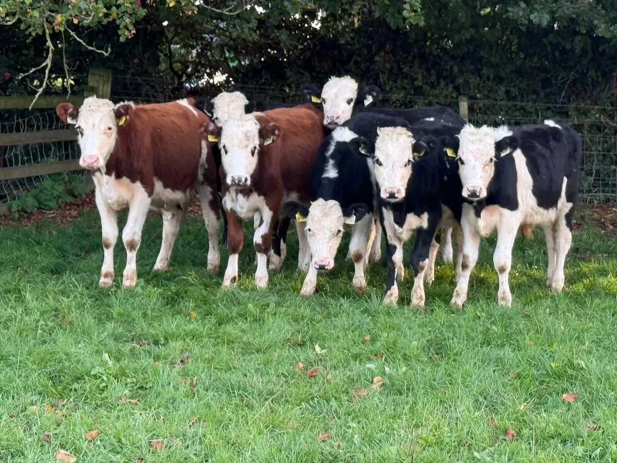 10 Hereford Bull Weanlings - Image 3