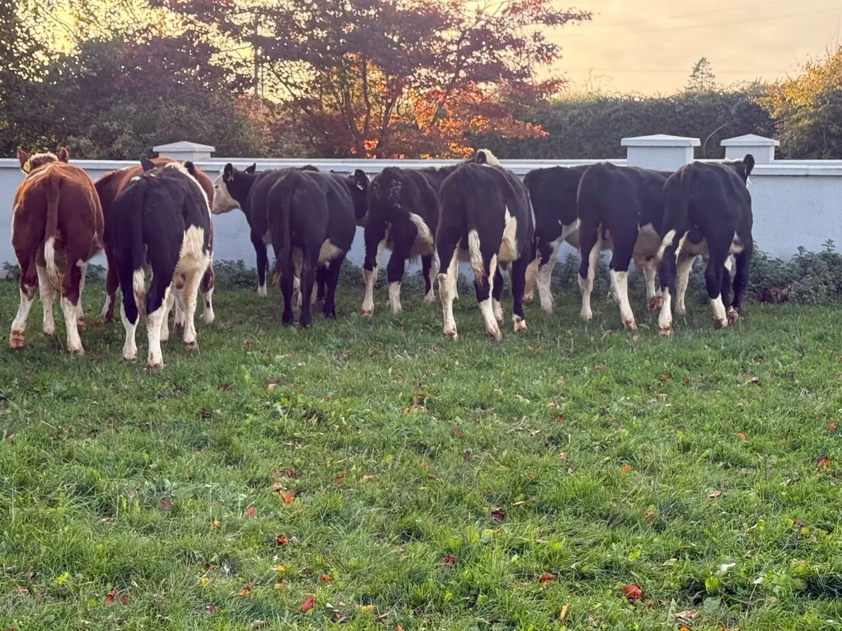 10 Hereford Bull Weanlings - Image 4