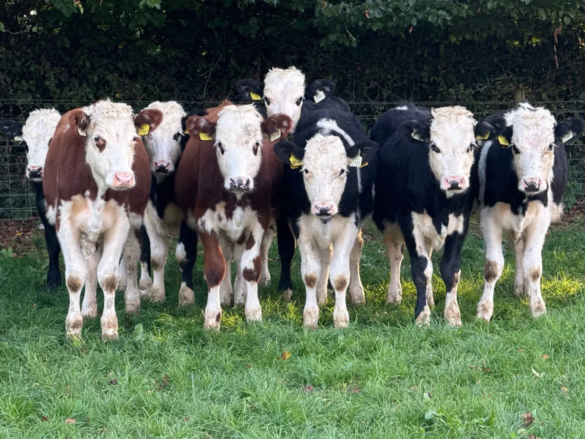 10 Hereford Bull Weanlings - Image 1