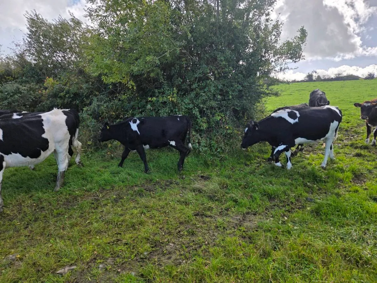Maiden heifers - Image 2
