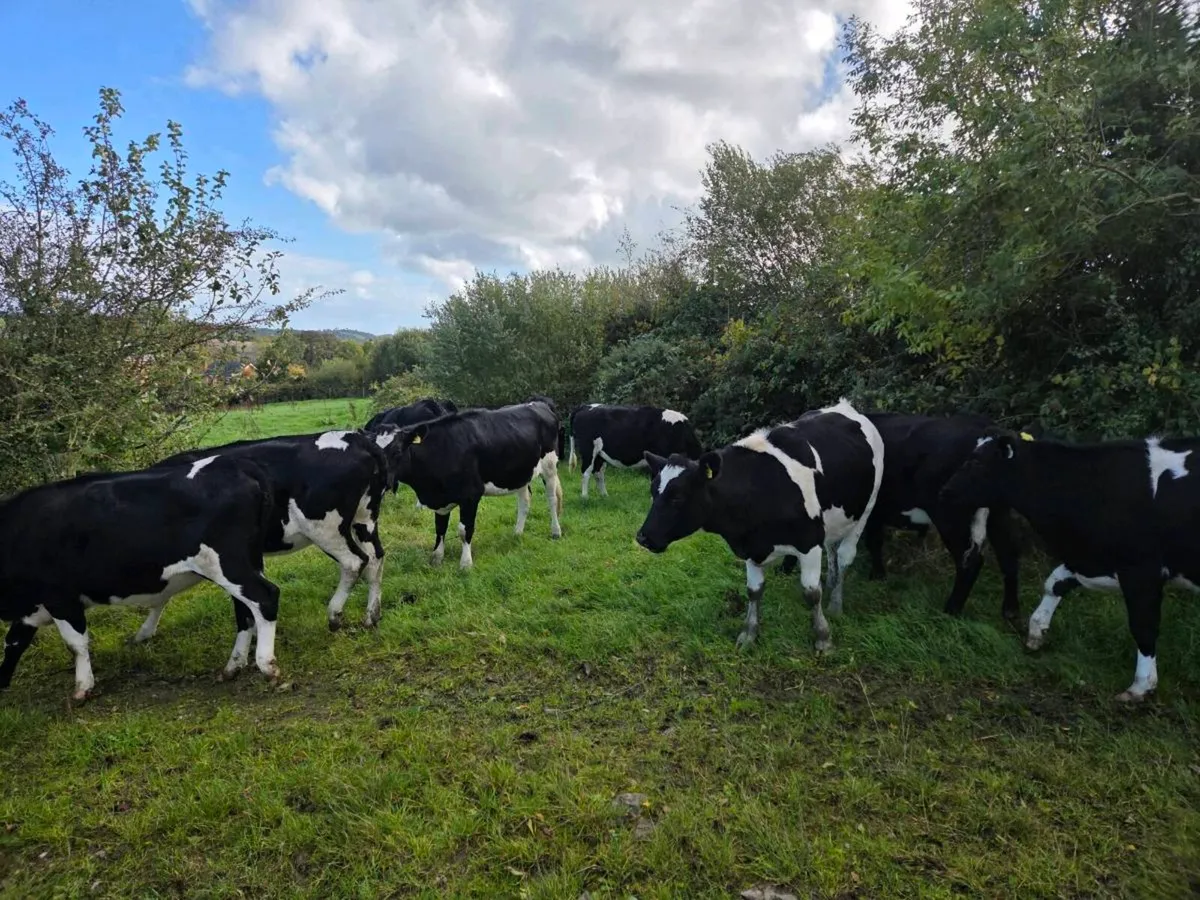 Maiden heifers - Image 3