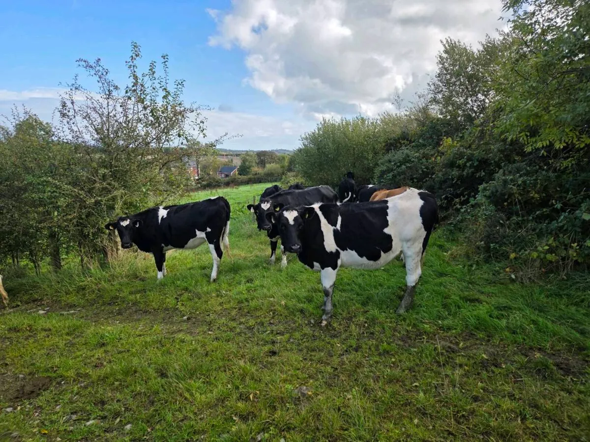 Maiden heifers - Image 4
