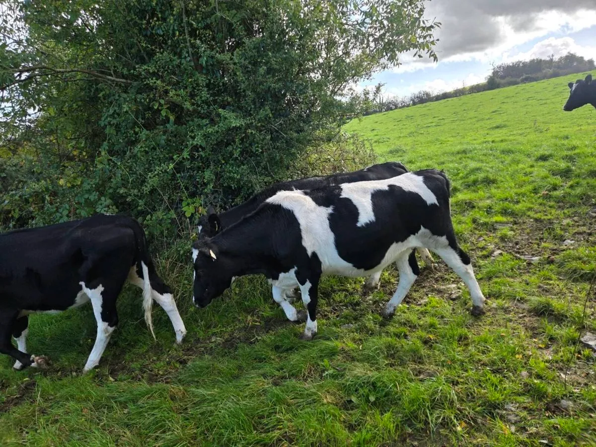 Maiden heifers - Image 1