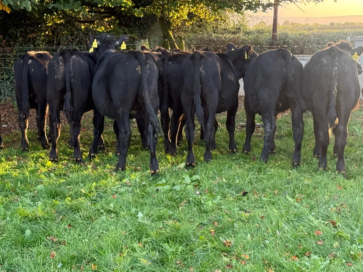 10 Aberdeen Angus Bull Weanlings - Image 2