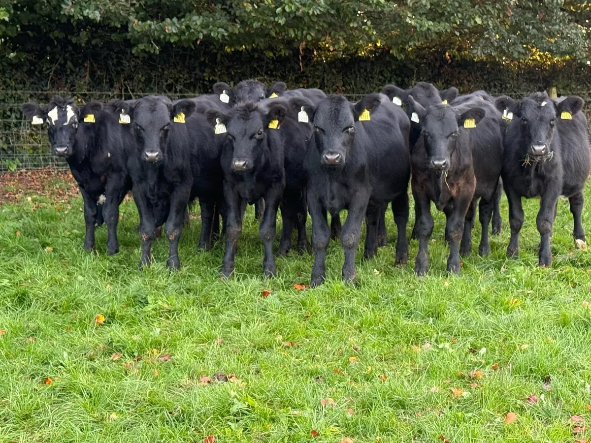 10 Aberdeen Angus Bull Weanlings - Image 3