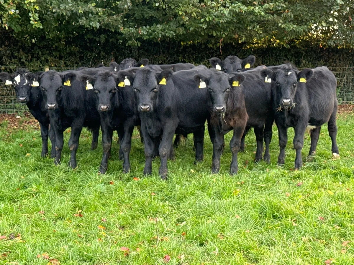 10 Aberdeen Angus Bull Weanlings - Image 1