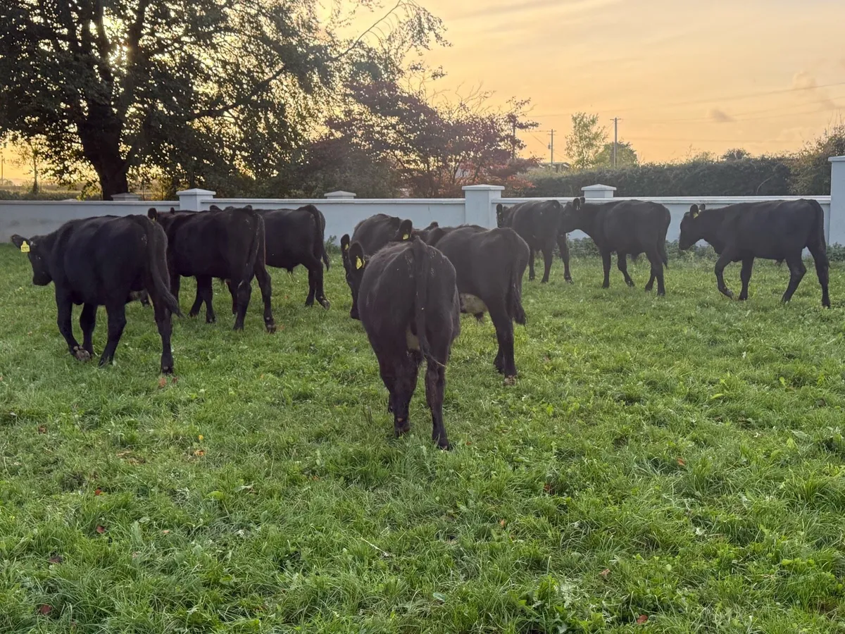 10 Aberdeen Angus Bull Weanlings - Image 4