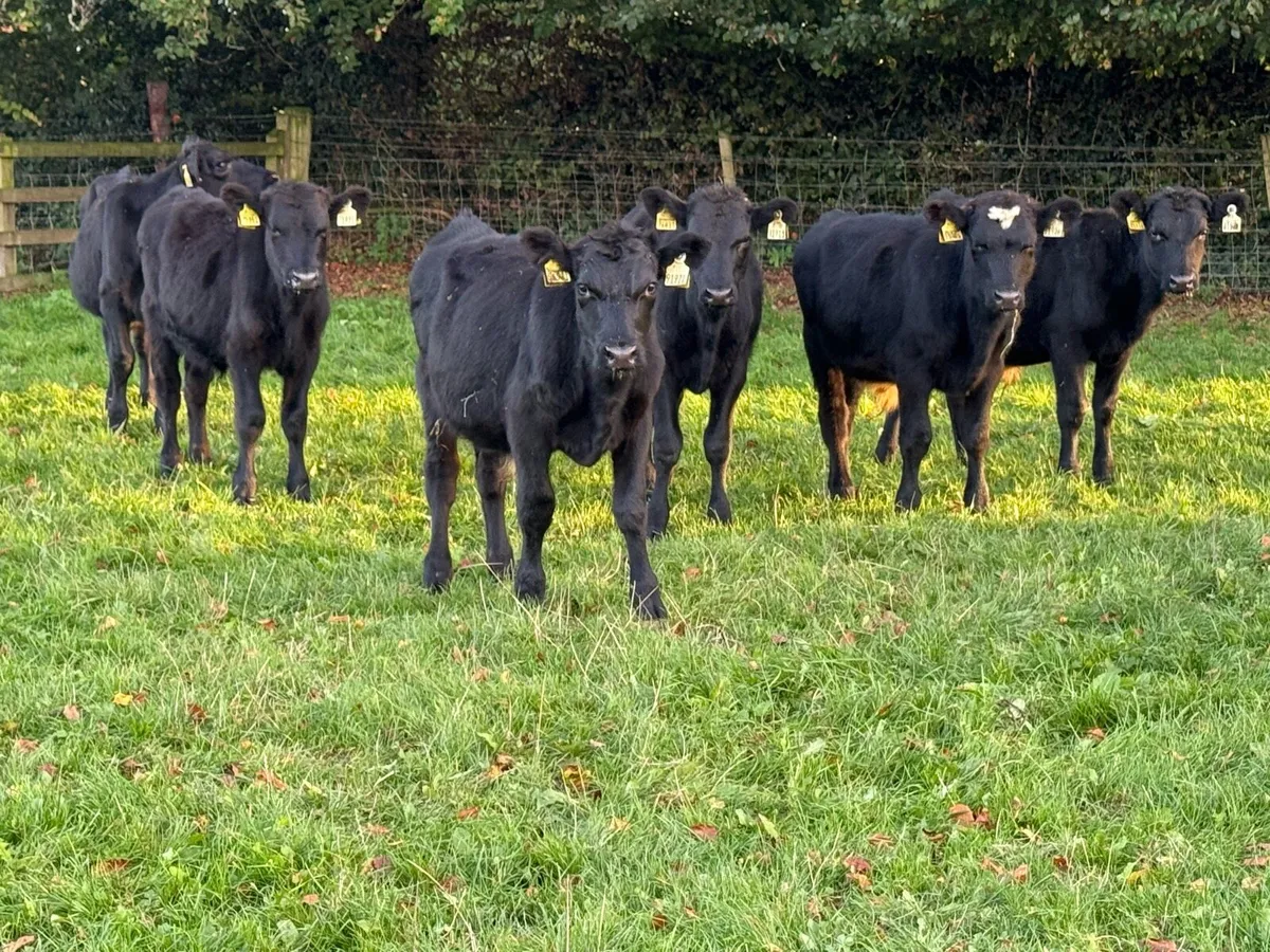 6 Aberdeen Angus Bull Weanlings - Image 1